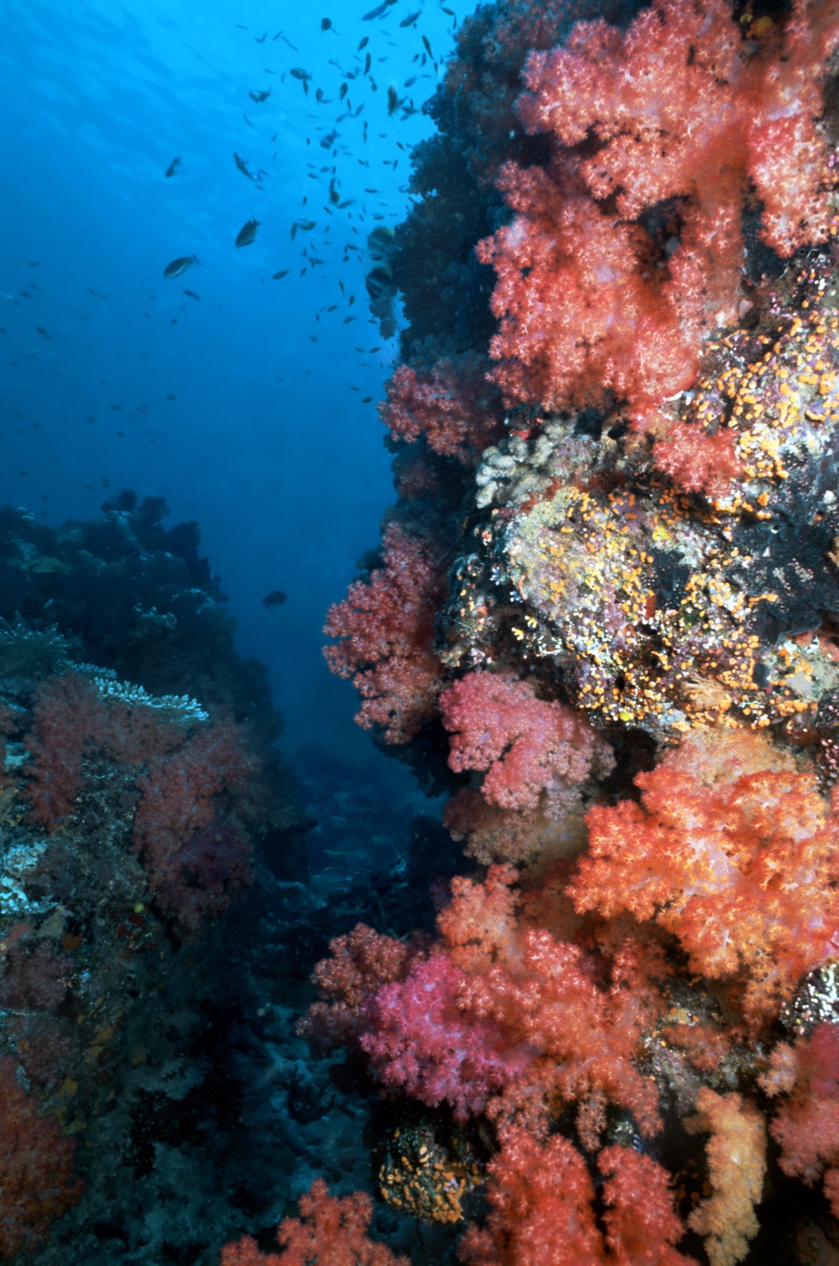 Fiji reef and marine life